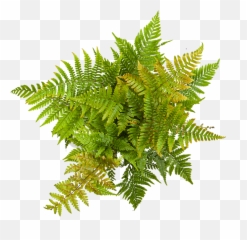 Buy Indoor Ferns - Vertical Png,Ferns Png