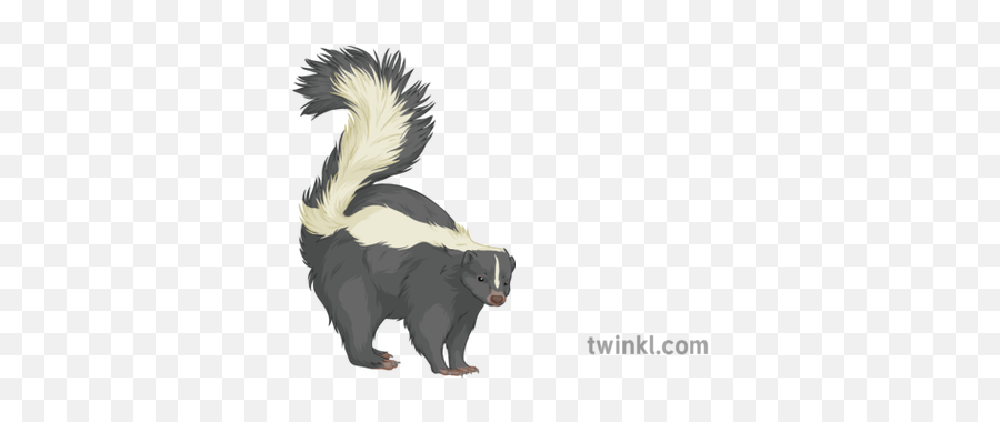 Skunk General Animal Mammal Secondary Illustration - Twinkl Striped Skunk Png,Skunk Transparent