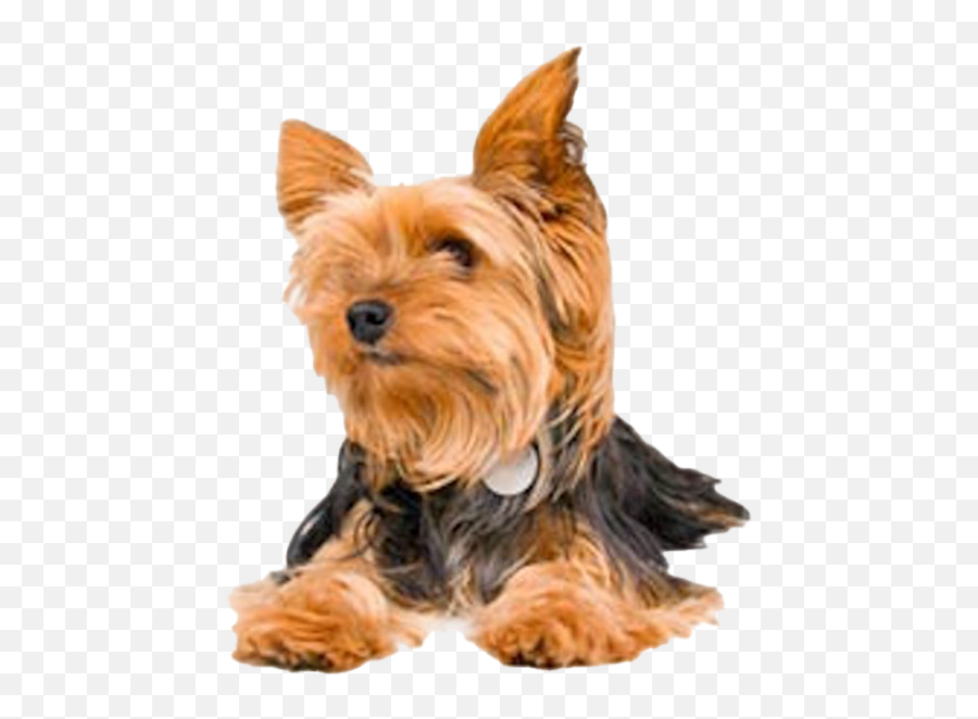 Yorkshire Terrier Png Transparent - Vulnerable Native Breeds,Yorkie Png