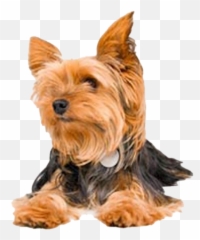 Yorkshire Terrier Png Transparent - Vulnerable Native Breeds,Yorkie Png