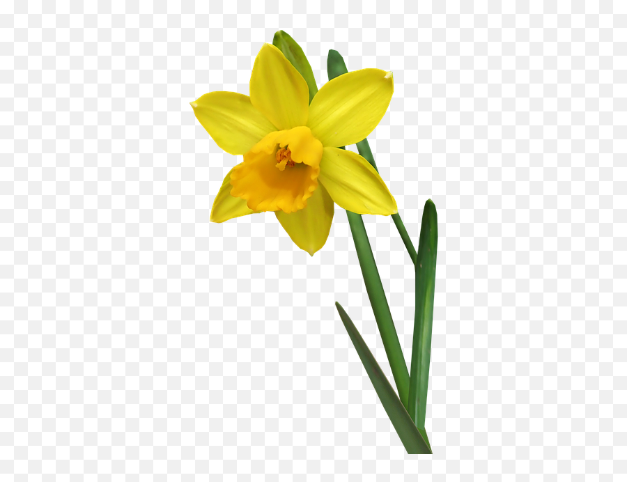 Daffodil Flower Stem - Daffodil Stem Png,Daffodil Png