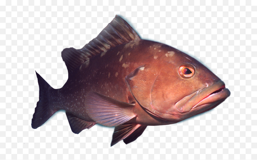 Hd Deep Sea Grouper Fishing Charters - D 1286847 Png Deep Sea Transparent Fishes,Fishing Png