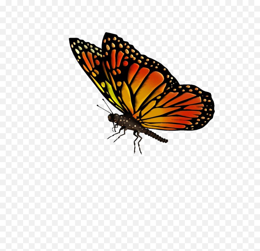 Flying Butterflies Transparent Png - Real Butterfly Transparent Background,Butterflies Transparent