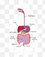 Dr Harsh Shah Best Gastroenterologist In Ahmedabad India Png Digestive System