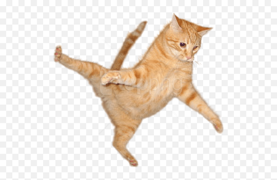 Cat Png Transparent - Transparent Cat Png,Transparent Cat