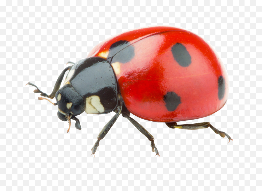 Png Image - Red Ladybug Png,Bugs Png