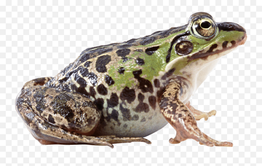 Fat Frog Sideview Transparent Png - Frog Images Png,Transparent Frog
