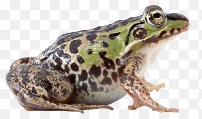 Fat Frog Sideview Transparent Png - Images