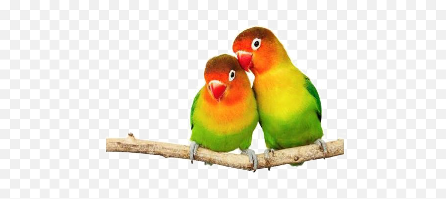Bird Png Images Transparent Background Play - Love Birds Png,Parrot Transparent Background
