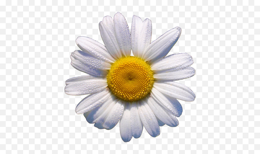 Okdfkg Things I Love Daisy Flowers White Flower Png - Translucent Daisy,Flowers Png Tumblr