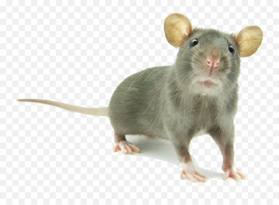 Mouse Png Images Hd - Animal Cute Mouse Png,Mouse Png - free transparent png  images 
