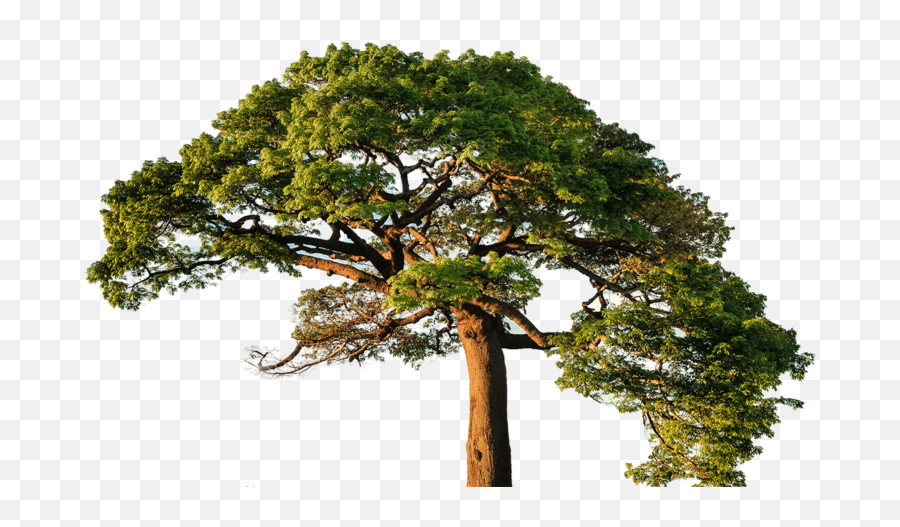 Big Tree Pngs Free Files In Png Format - Templatepocket Tree Download,Fortnite Tree Png