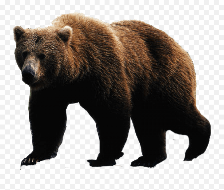 Grizzly Bear Png For Free Download - Bear Png,Grizzly Bear Png