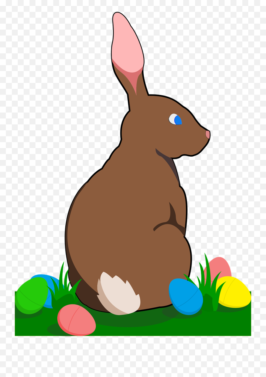 Bunny Rabbit Easter - Free Vector Graphic On Pixabay Domestic Rabbit Png,Rabbit Transparent