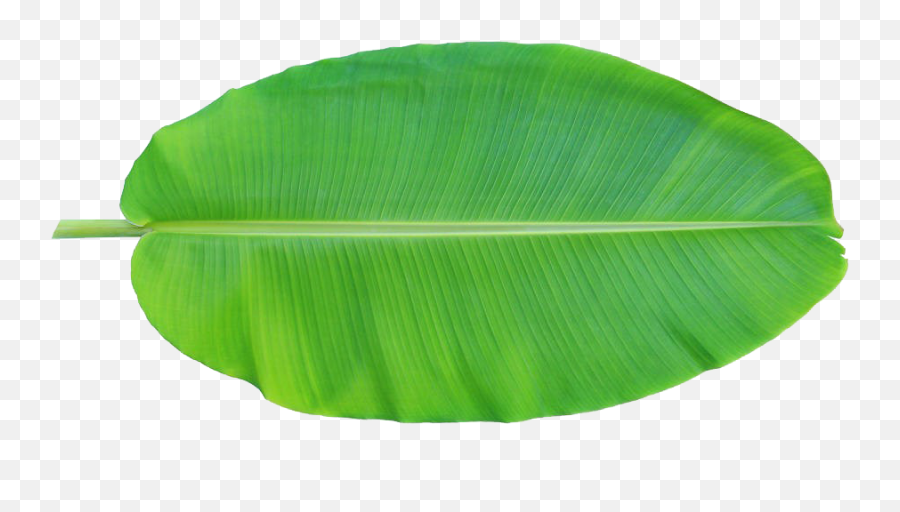 Banana Leaf Clipart Png - Transparent Banana Leaf Png,Banana Clipart Png