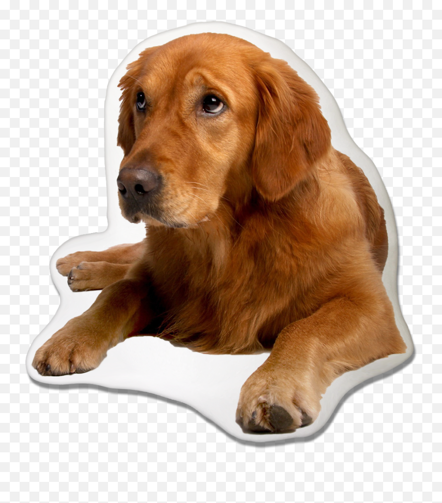 Golden Retriever Dog Pillow - Golden Retriever With Labrador Golden Retriever Puppy Labrador Png,Golden Retriever Transparent Background