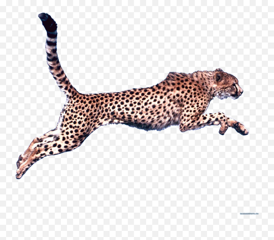 Cheetah Png Download - Running Cheetah Drawing Simple,Cheetah Png
