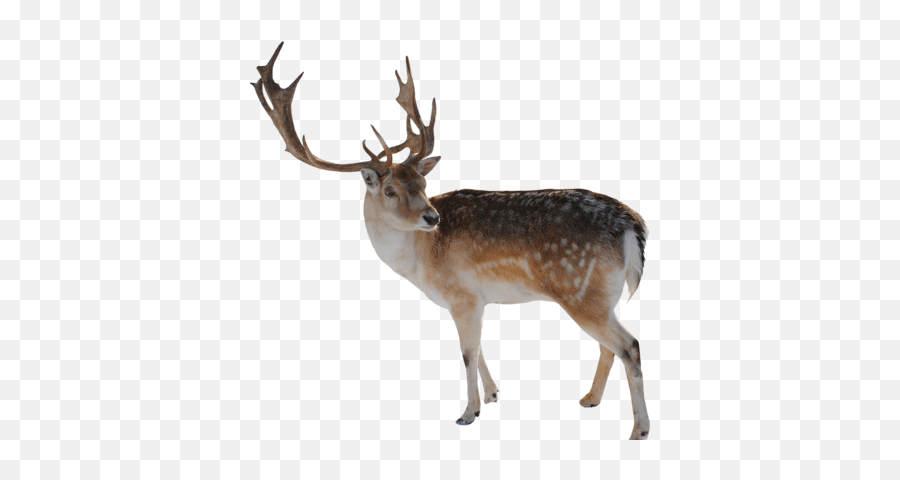 Reindeer Transparent Background - Reindeer Png,Reindeer Transparent