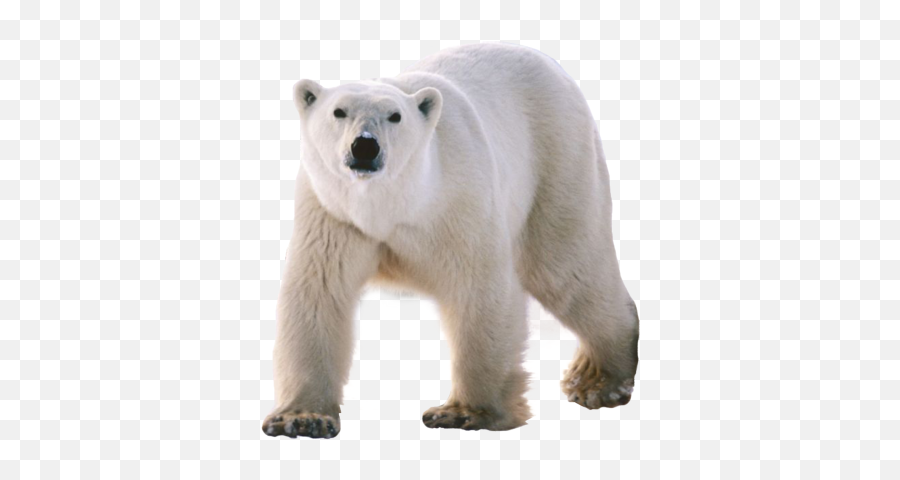 Download Free Png White - Polarbackgroundbeartransparent Transparent Polar Bear Png,Bear Transparent