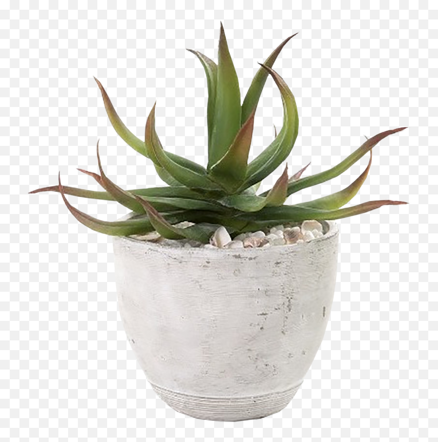 Aloe Drawing Outline Transparent Png - Aloe In A Pot,Aloe Png