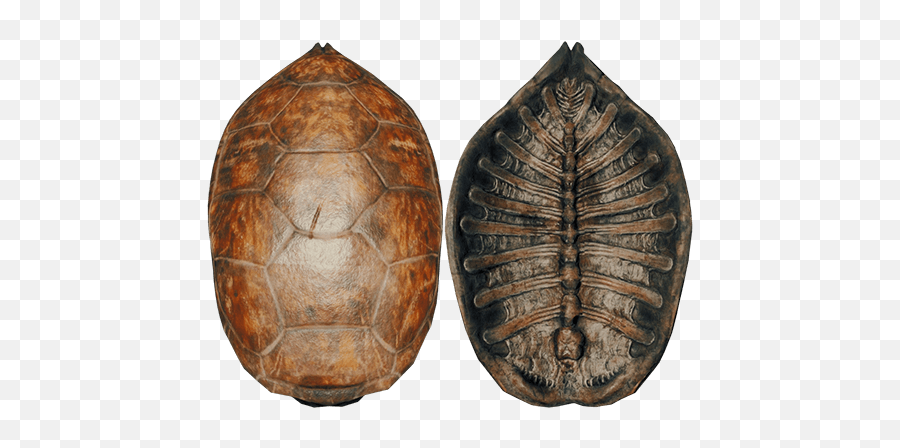 Turtle Shell - Official The Forest Wiki Turtle Shell Png,Tortoise Png