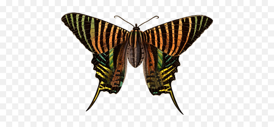 Urania Moth Free Svg - Oiketicus Kirbyi Png,Moth Png