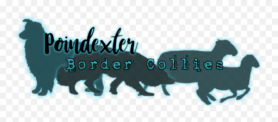 Poindexter Border Collies - Canidae Png,Border Collie Png