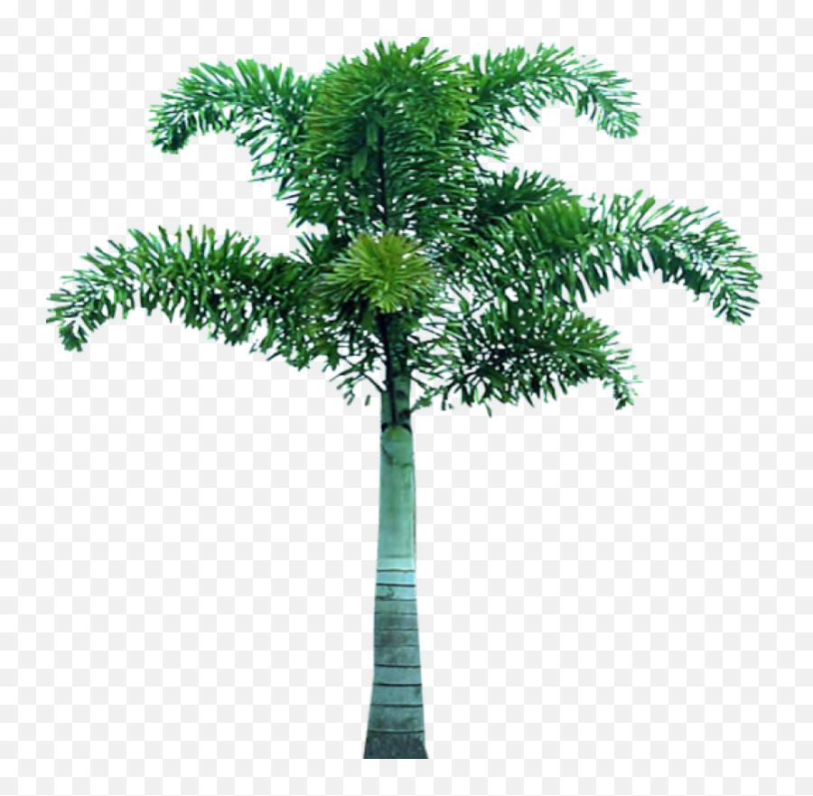 Palm Tree Png Image - Tree Pic In Png,Palmtree Png