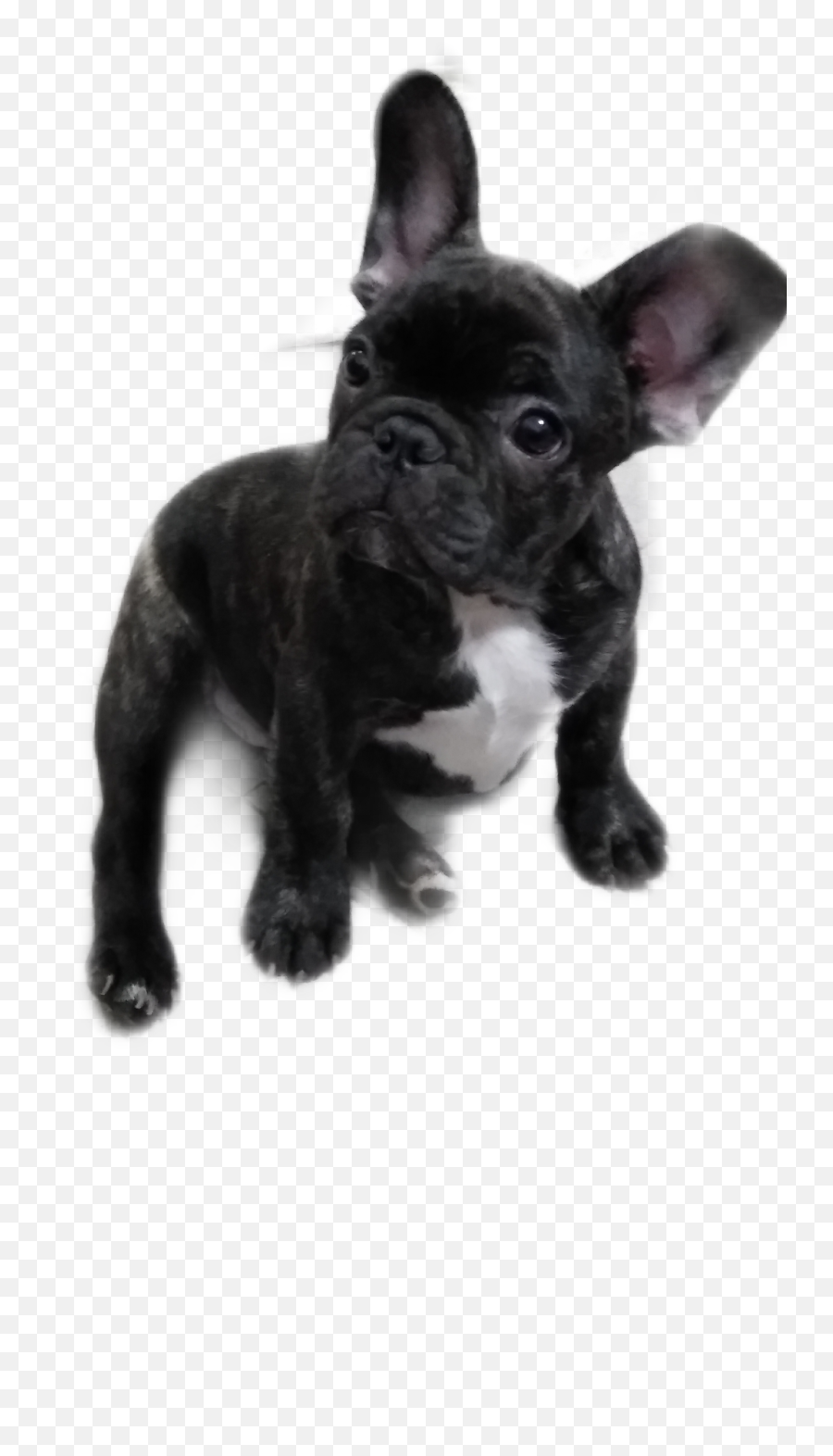 Pumba - Sticker By Aleybarra4 French Bulldog Png,Pumba Png