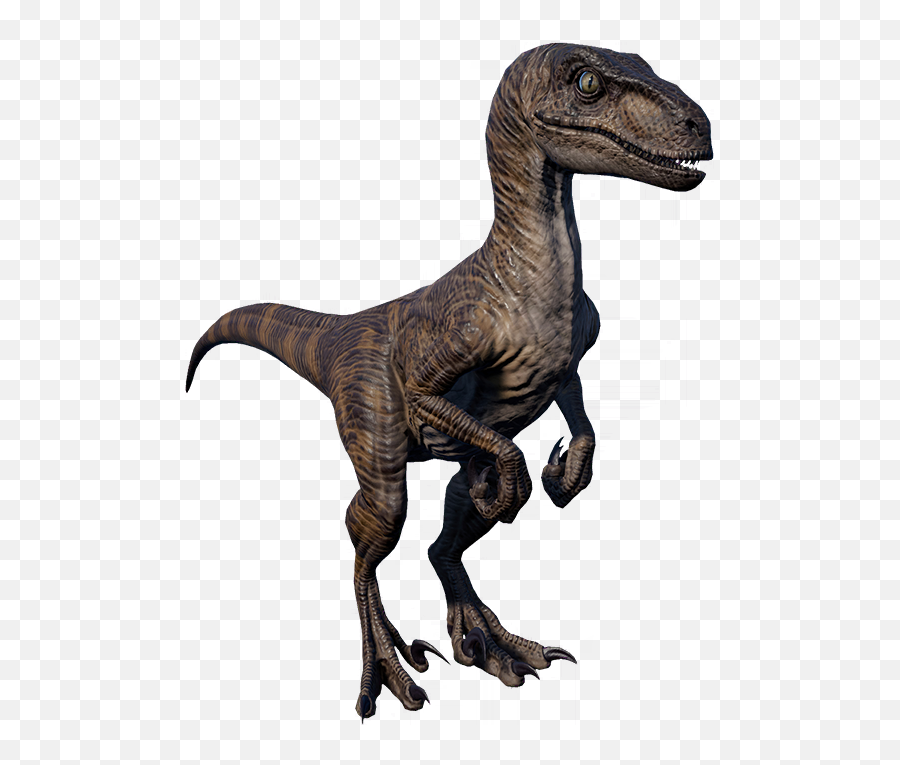 Velociraptor - Jurassic World Evolution Wiki Velociraptor Png,Raptor Png