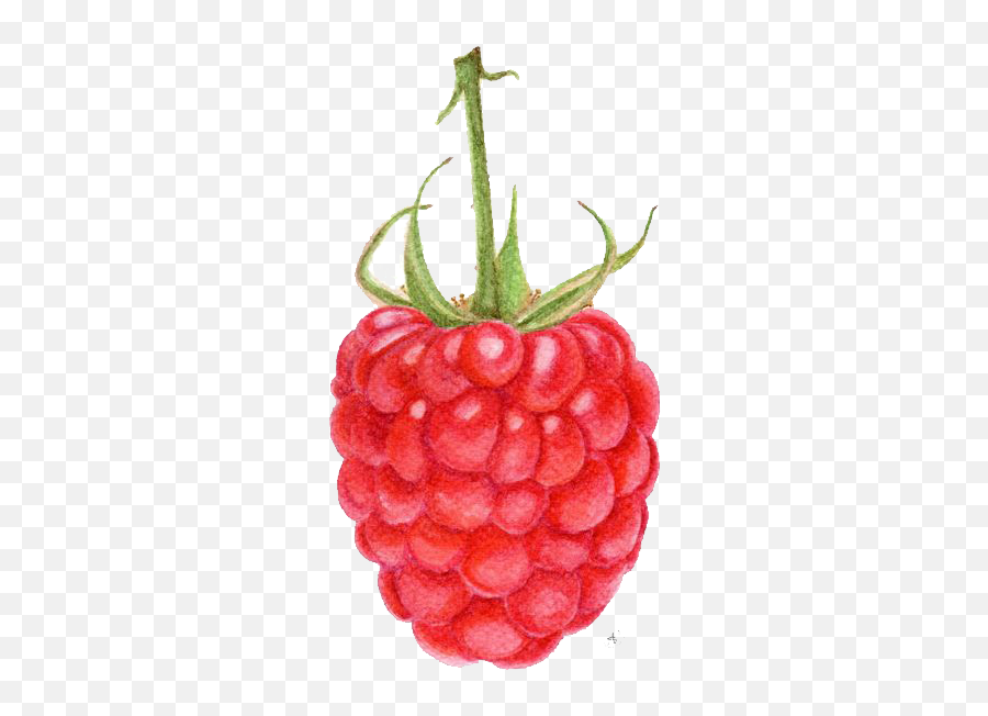Png Library Raspberry Strawberry Fruit Painting - Artist Raspberry,Raspberry Png
