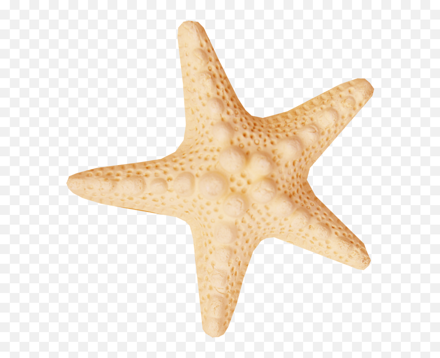 Starfish Sea Clip Art - Starfish Png Download 631652 Paperweight,Starfish Clipart Transparent Background