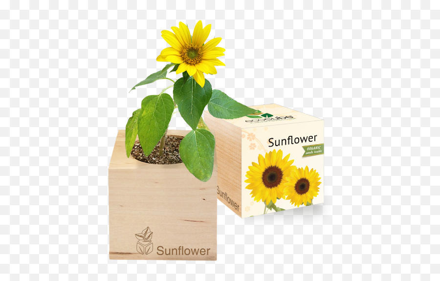 Grow Kit - Sunflower Ecocube Sonnenblume Png,Growing Plant Png