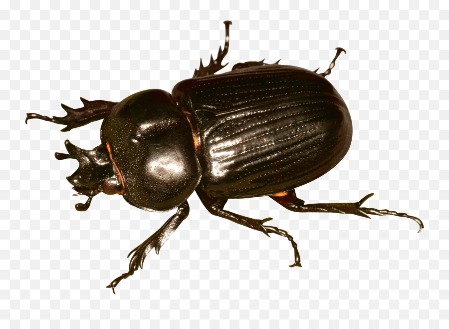 Cockroach Png Transparent Image - Pngpix Beetles Png,Cockroach Png