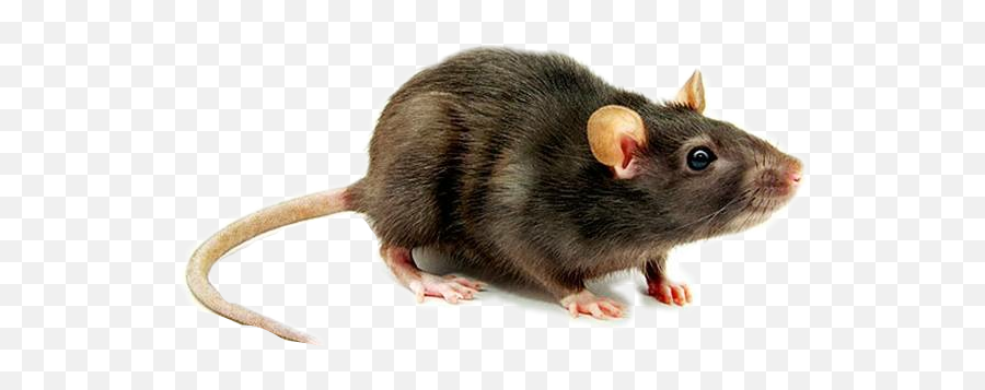 Rat Sticker By Davidhailey1020 - Rodents Of South Florida Png,Rat Transparent Background