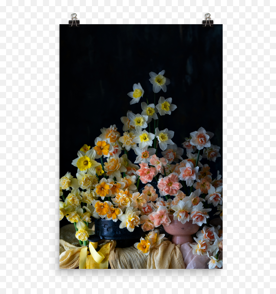 Daffodil Ombré Tulipina - Daffodil Png,Daffodil Png