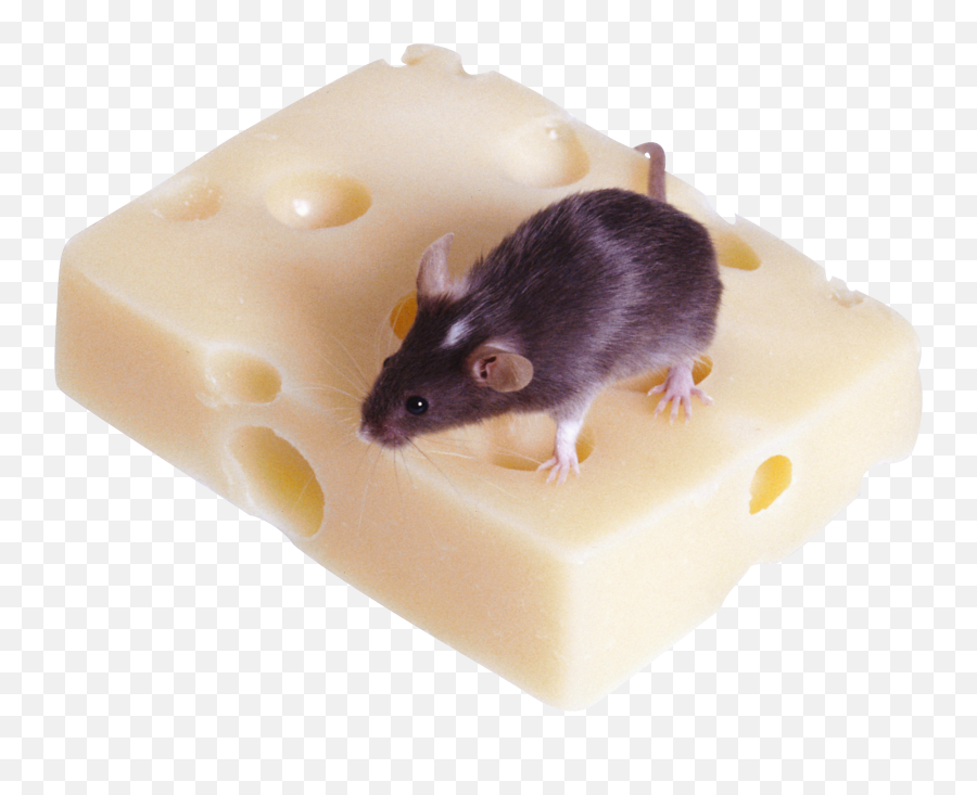Rat Mouse Png Picture Web Icons Rodent