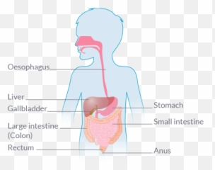 Gastrointestinal Gi Diseases Nestlé Health Science - Disease Png,Digestive System Png