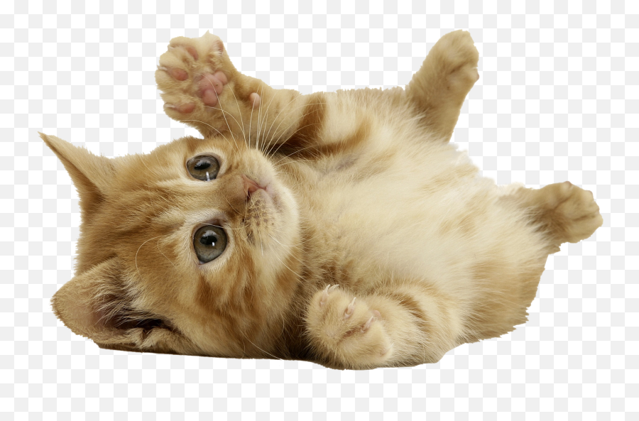Transparent Png Images Icons And Clip Arts - Cute Cat Png,Transparent Cat