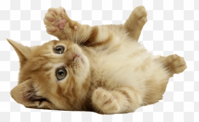 Transparent Png Images Icons And Clip Arts - Cute Cat Png,Transparent Cat