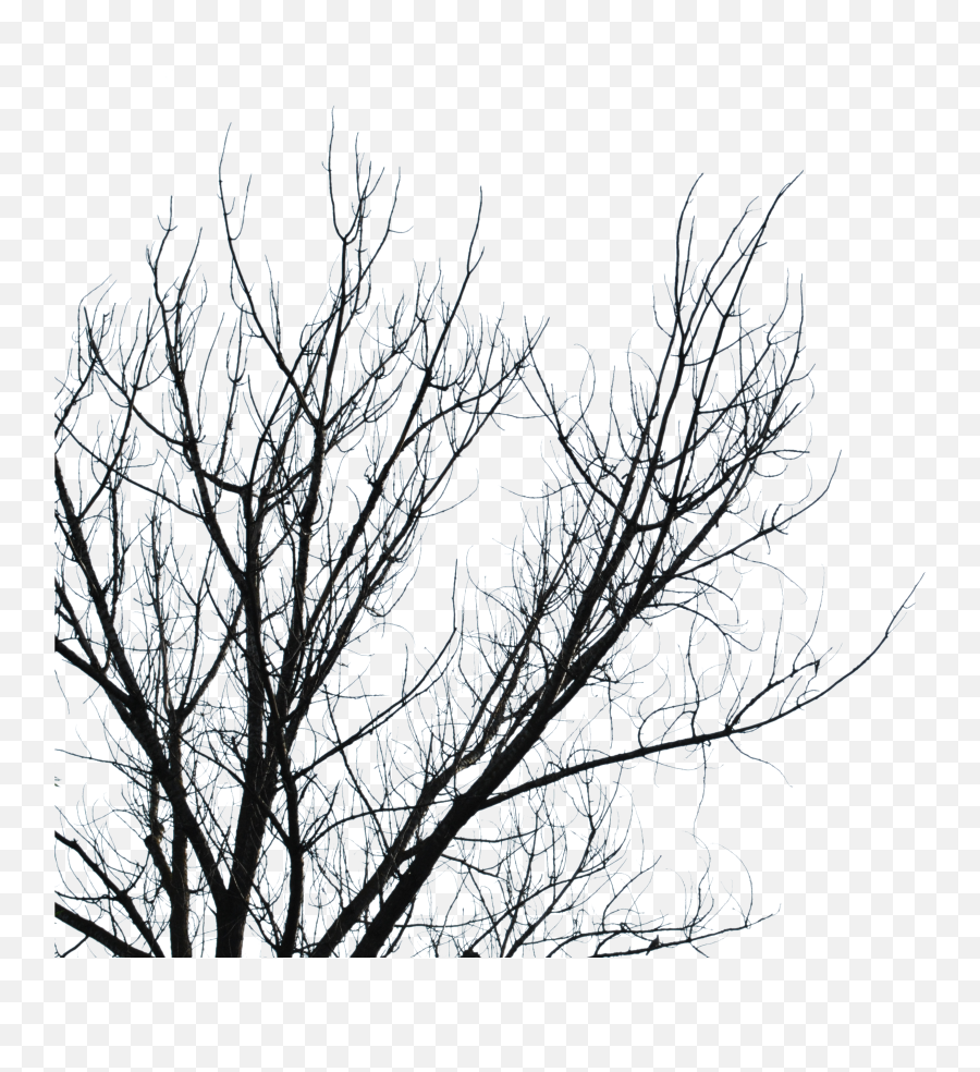 Png Clipart Branch Tree Sky Leaf - Dead Tree Branch Png,Tree Branches Png