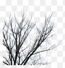 Png Clipart Branch Tree Sky Leaf - Dead