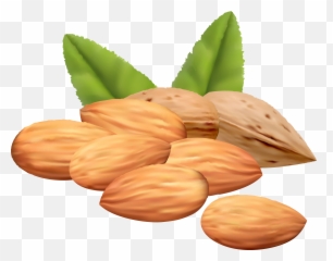 Walnut And Chocolate Stock Png Files - Nuts Clipart,Walnut Transparent