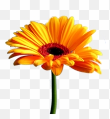 Daisy Clipart Teal Flower - Full Hd Beautiful Flowers Png,Daisy Transparent Background