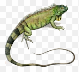 Iguana Quality Wallpaper - Imagenes De Iguana Png,Iguana Png