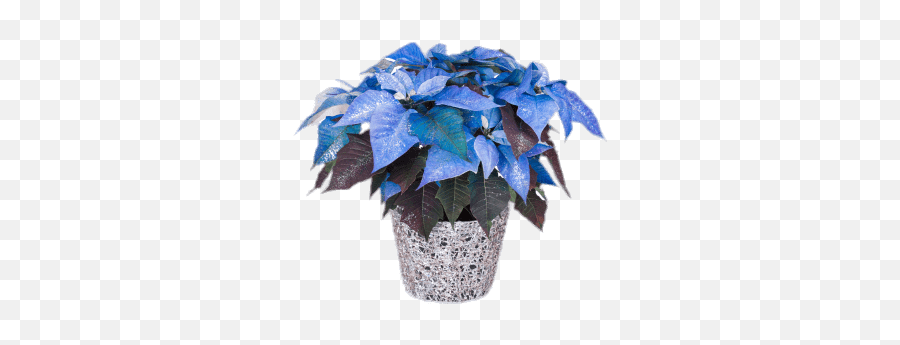 Blue Poinsettia Transparent Png - Poinsettia,Poinsettia Png