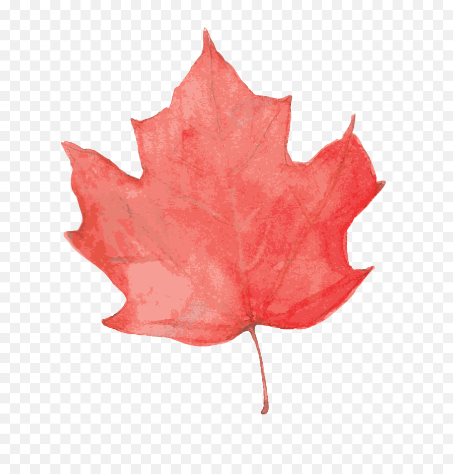 Maple Png And Vectors For Free Download - Dlpngcom Maple Leaf,Japanese Maple Png