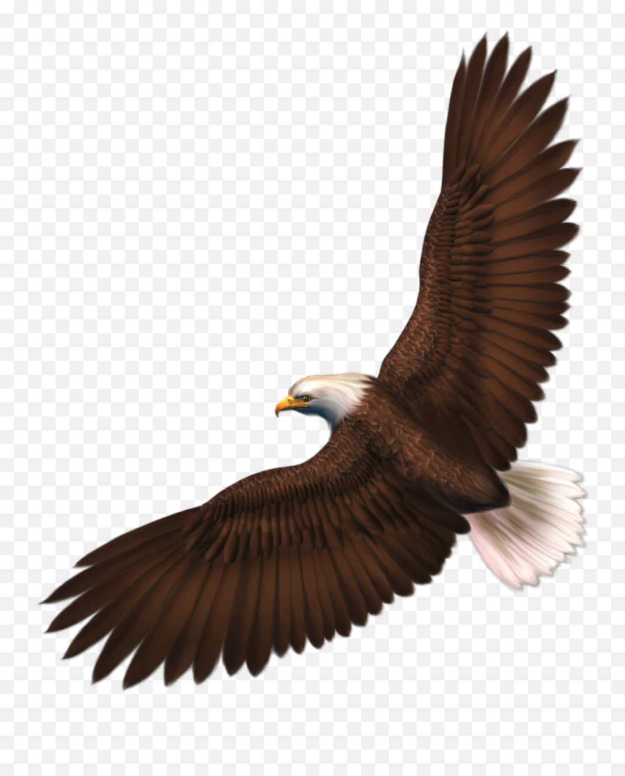 Eagle Format Png Image With Alpha Transparent Resolution - Eagle Clipart Transparent,Bald Head Png