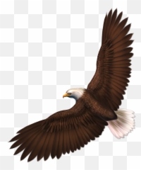 Eagle Format Png Image With Alpha Transparent Resolution - Eagle Clipart Transparent,Bald Head Png