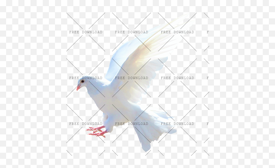 Dove Bird Png Image With Transparent Background - Photo 522,Birds Png